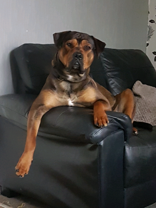 bullmastiff x